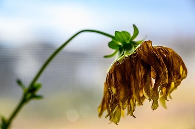 adobestock_307060603.jpg