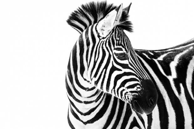 Abeselom Zerit / stock.adobe.com