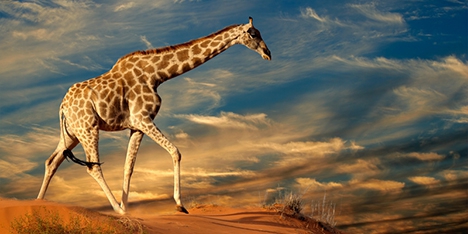 © Nico Smit | Dreamstime.com